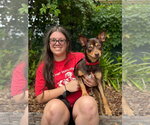 Small #2 Australian Kelpie-Miniature Pinscher Mix