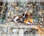 Small #5 Cavalier King Charles Spaniel-Jack Russell Terrier Mix