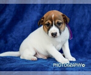 Jack Russell Terrier-Shiba Inu Mix Puppy for sale in LIBERTY, KY, USA