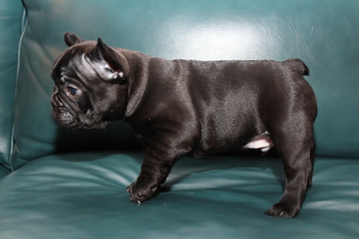 Medium Photo #5 French Bulldog Puppy For Sale in EVERETT, WA, USA