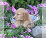 Small #5 Golden Retriever