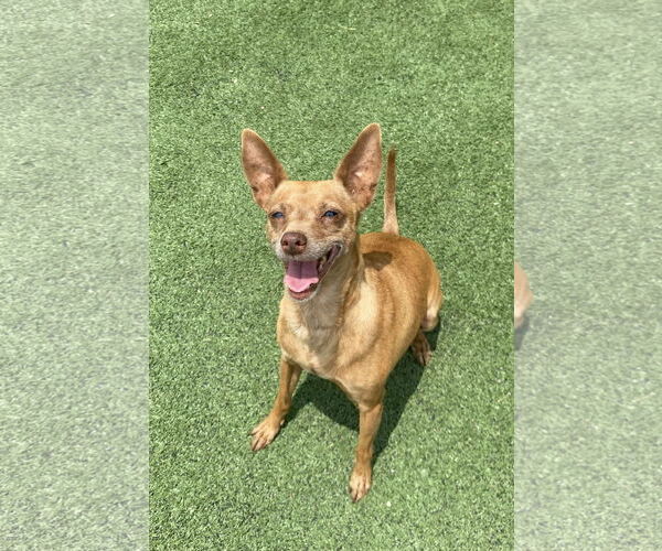 Medium Photo #2 Chihuahua-Unknown Mix Puppy For Sale in La Verne, CA, USA