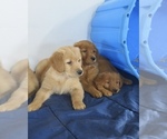 Image preview for Ad Listing. Nickname: Litter of 9