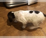 Small Photo #3 German Shorthaired Pointer Puppy For Sale in AMARILLO, TX, USA