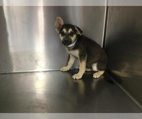 Medium Photo #1 Gerberian Shepsky Puppy For Sale in Riverside, CA, USA