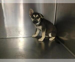 Gerberian Shepsky Dogs for adoption in Riverside, CA, USA
