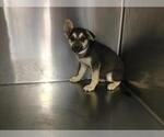 Small Gerberian Shepsky