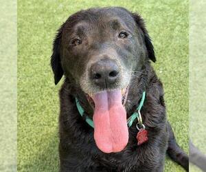 Toots - Female Labrador Retriever Dog for Adoption - Photo #8