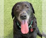 Small #7 Labrador Retriever