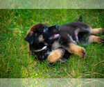 Puppy Titan German Shepherd Dog