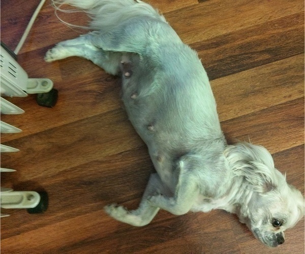 Medium Photo #1 Shih Tzu Puppy For Sale in FANNING SPGS, FL, USA