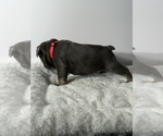 Small #2 French Bulldog