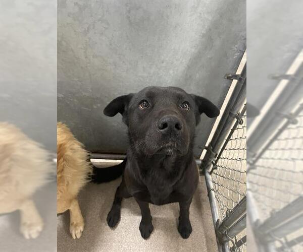 Medium Photo #1 Labrador Retriever-Unknown Mix Puppy For Sale in HESPERIA, CA, USA