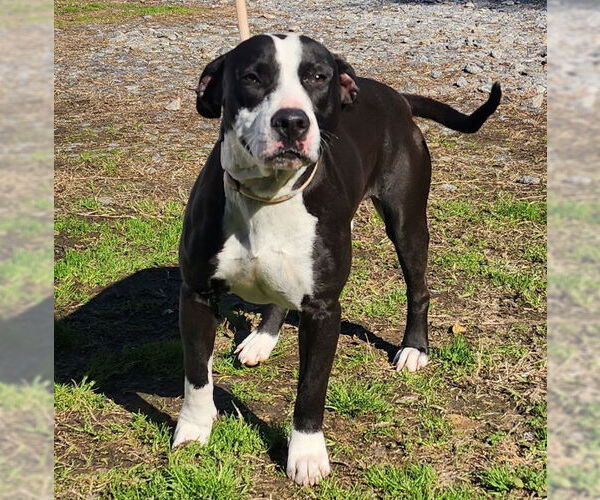 Medium Photo #3 Bulldog-Unknown Mix Puppy For Sale in Wetumpka, AL, USA