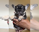 Small Photo #9 French Bulldog Puppy For Sale in GREENVILLE, SC, USA