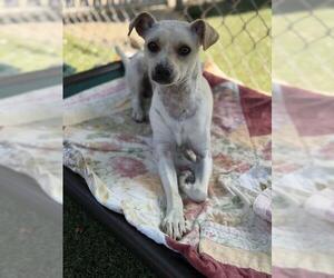 Mutt Dogs for adoption in Chula Vista, CA, USA