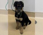Small German Shepherd Dog Mix
