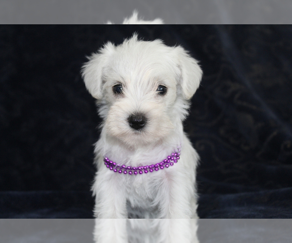 Medium Photo #1 Schnauzer (Miniature) Puppy For Sale in BROOKSVILLE, FL, USA