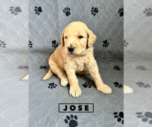 Goldendoodle Puppy for sale in GRAND RAPIDS, MI, USA