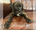 Small #3 Cane Corso