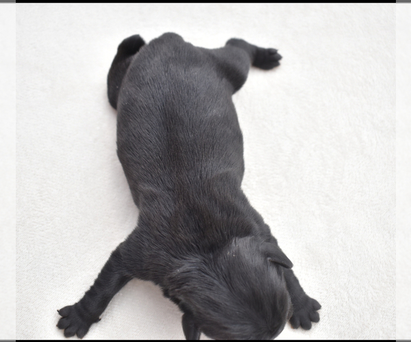 Medium Photo #7 Pug Puppy For Sale in PALM COAST, FL, USA