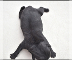 Small #6 Pug