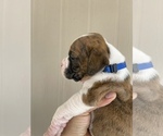 Small Photo #21 Boxer Puppy For Sale in LUCERNE VALLEY, CA, USA
