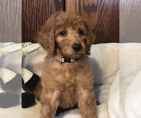 Full screen Photo #3 Goldendoodle Puppy For Sale in SHAWNEE, OK, USA
