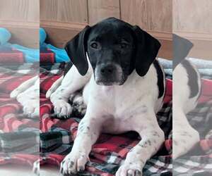 Cookie's Puppies *Help! We need a foster home!* - Female Labrador Retriever-Unknown Mix Dog for Adoption - Photo #4