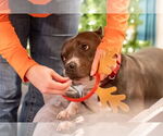 Small #19 American Pit Bull Terrier Mix