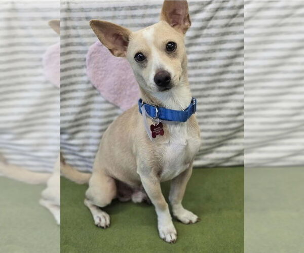 Medium Photo #6 Chihuahua Puppy For Sale in Lakewood, CO, USA