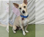 Small #5 Chihuahua