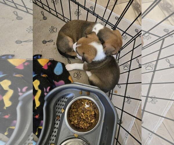 Medium Photo #7 Labrador Retriever Puppy For Sale in The Woodlands, TX, USA
