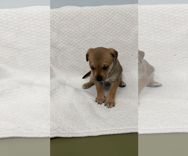 Medium Photo #4 Toy Rat Doxie Puppy For Sale in Holly Springs, NC, USA