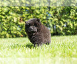 Small Photo #3 Chow Chow Puppy For Sale in NAPPANEE, IN, USA