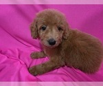 Small #3 Goldendoodle