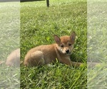 Small #1 Shiba Inu