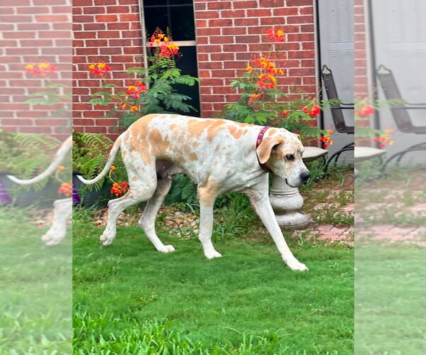 Medium Photo #3 Great Dane Puppy For Sale in Bullard, TX, USA