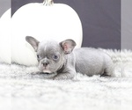 Puppy 5 French Bulldog