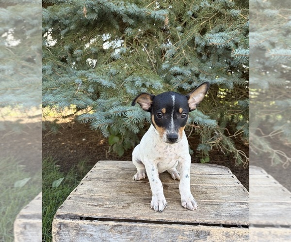 Medium Photo #4 Rat Terrier Puppy For Sale in MIDDLEBURY, IN, USA