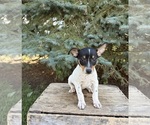 Small #3 Rat Terrier