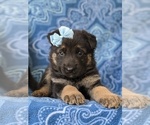 Small Photo #2 German Shepherd Dog Puppy For Sale in QUARRYVILLE, PA, USA