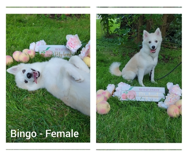 Medium Photo #20 American Eskimo Dog-Pomsky Mix Puppy For Sale in NILES, OH, USA