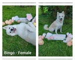 Small Photo #20 American Eskimo Dog-Pomsky Mix Puppy For Sale in NILES, OH, USA