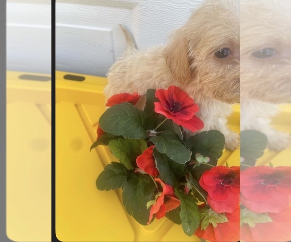 Medium Photo #1 Maltipoo (Miniature)-Mauzer Mix Puppy For Sale in VENETA, OR, USA