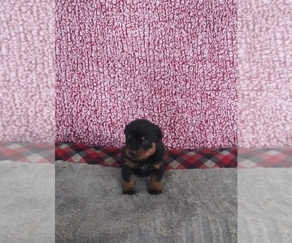 Medium Photo #1 Rottweiler Puppy For Sale in SHIPSHEWANA, IN, USA