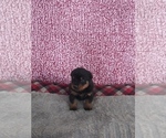 Small Photo #1 Rottweiler Puppy For Sale in SHIPSHEWANA, IN, USA