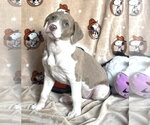 Small American Pit Bull Terrier Mix