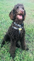 Poodle (Standard) Puppy for sale in ORLANDO, FL, USA