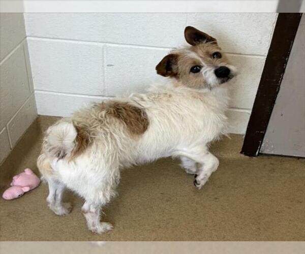 Medium Photo #1 Mutt Puppy For Sale in Derwood, MD, USA